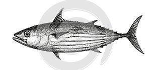 Ink sketch of Skipjack tuna.