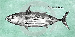 Ink sketch of skipjack tuna.