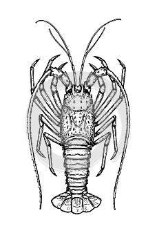 Ink sketch of spiny lobster