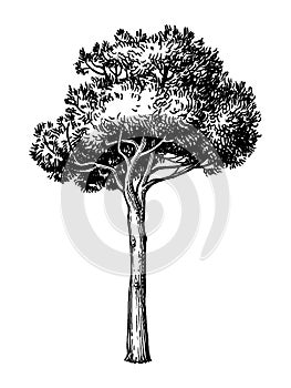 Ink sketch of stone pine tree.