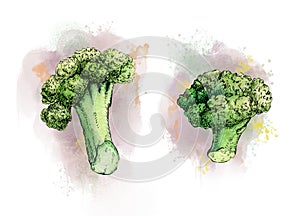 Ink and watercolor broccoli stems