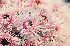 Pink and white blossoms and buds of the Australian native Corymbia Fairy Floss photo