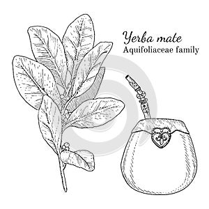 Ink yerba mate hand drawn sketch photo