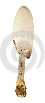 Inkcap mushroom inky cap photo
