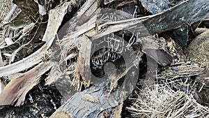 inkcaps coprinopsis fungi sprouting from the decay trunk.