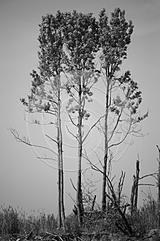 Inked trees