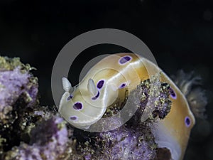 An Inkspot nudibranch sea slug underwater
