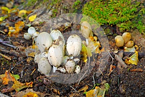 Inky cap or Coprinopsis atramentaria in forest