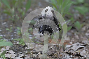 Inky Cap Fungus photo