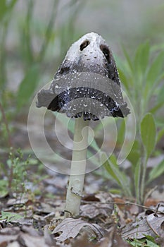 Inky Cap Fungus photo
