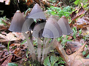 Inky Cap Mushrooms - Coprinopsis atramentaria photo