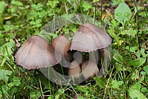 Inky Caps photo