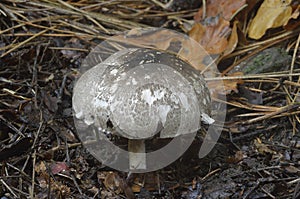 Inky Mushroom photo