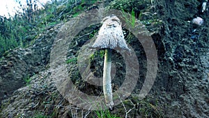 Inky mushroom Coprinus atramentarius