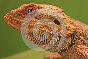 Inland Bearded Dragon