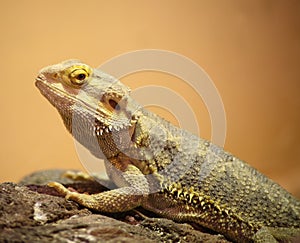 Inland Bearded Dragon