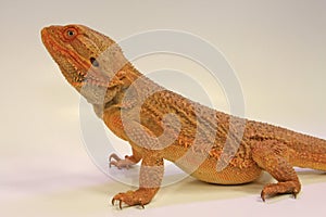 Inland Bearded Dragon (Pagona vitticeps)