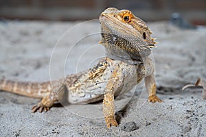 Inland Bearded Dragon, Pogona vitticeps