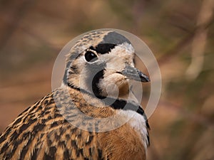 Inland Dotterel portrait close up