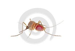 Inland floodwater mosquito full of blood isolated on white background, Aedes vexans photo