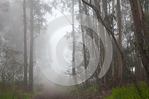 Inland Gran Canaria, fog at the crest of Valleseco, eucalyptus w photo