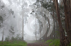 Inland Gran Canaria, fog at the crest of Valleseco, eucalyptus w photo