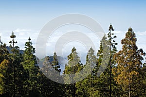 Inland Gran Canaria, view over the tree tops towards cloud cover photo