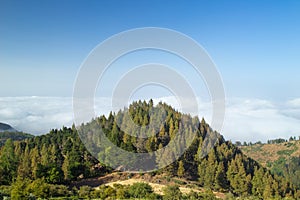 Inland Gran Canaria, view over the tree tops towards cloud cover photo