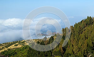 Inland Gran Canaria, view over the tree tops towards cloud cover