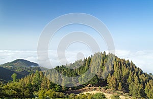 Inland Gran Canaria, view over the tree tops towards cloud cover photo