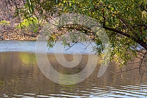 Inland lake view from under a tree