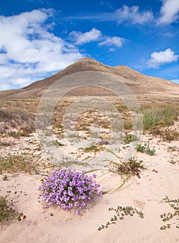 Inland Northern Fuerteventura photo