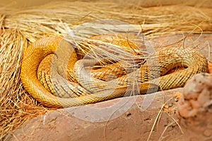 Inland taipan, Oxyuranus microlepidotus, Australia, most poisonous snake. Poison snake in the grass. Danger animal from Australia. photo