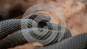 Inland taipan - Oxyuranus microlepidotus photo