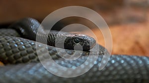 Inland taipan - Oxyuranus microlepidotus photo