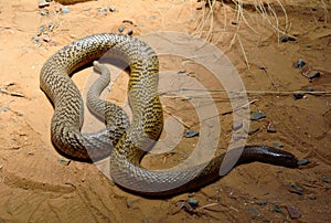 Inland taipan Oxyuranus microlepidotus photo