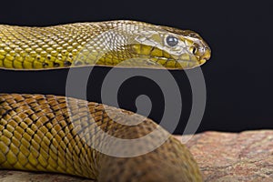 Inland taipan (Oxyuranus microlepidotus)