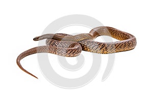 Inland Taipan Snake Coiled Up