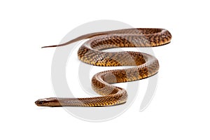 Inland Taipan Snake Isolated on White photo