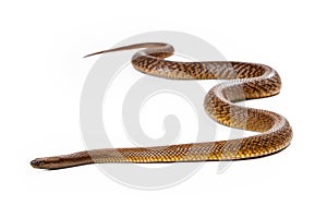 Inland Taipan Snake Moving Forward