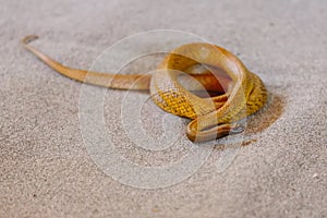 Inland taipan at snake show