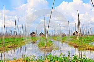 Inle Lake Floating Farm, Myanmar