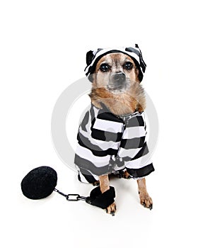 Inmate dog