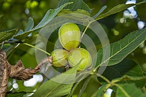 Inmature green Missouri pecans