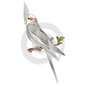 Innamon  cockatiel cute tropical bird funny  parrot watercolor style  on a white background vintage vector illustration editable