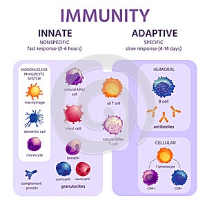 Innate and adaptive immune system. Immunology infographic with cell types. Immunity response, antibody activation