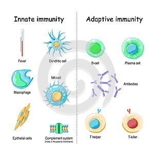 Innate and Adaptive immunity. comparison and difference