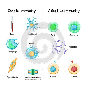 Innate and Adaptive immunity. comparison and difference photo