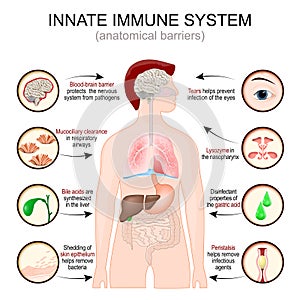 Innate immune system. anatomical barriers