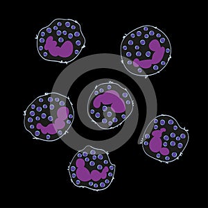Innate immune system: basophils cells, vector illustration